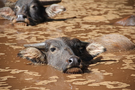 bufalo d'acqua, wasserstier, mucca, Toro, Buffalo, bestiame, manzo