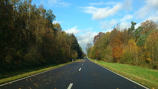 Outono, estrada, dia de outono, floresta