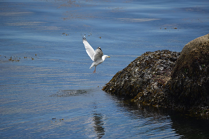 gull, bird, fauna, seagull, rocks, reflections, sea