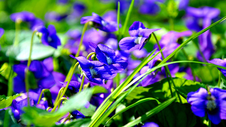 봄, 바이올렛, 블루, 자연, 보라색, 꽃, 공장