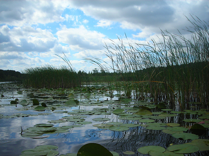 lake, nuphar, müritz, paddle, reed, water lilies