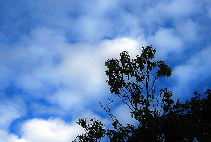 ต้นไม้, ท้องฟ้า, สีฟ้า, เมฆ, สีขาว, กระจายอยู่