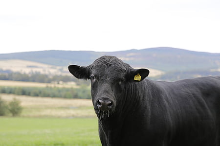 beef, bull, angus, ear tag, livestock, ruminant, pasture