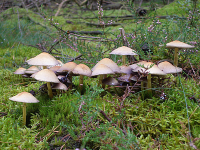 nature, mushrooms, forest, forest mushroom, plant, seasons, forest floor