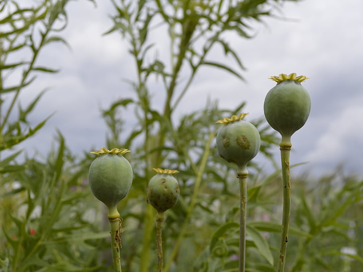 poppy, encapsulate, poppy-capsules, poppy capsules, seed capsules, poppy seeds, in the garden