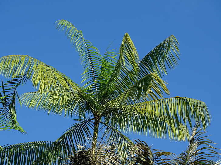 Cayenne, Ranskan Guayana, Luonto