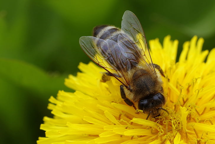 Bee, blomma, gul, nunnor, läkarmottagningen, pollinerar, nektar