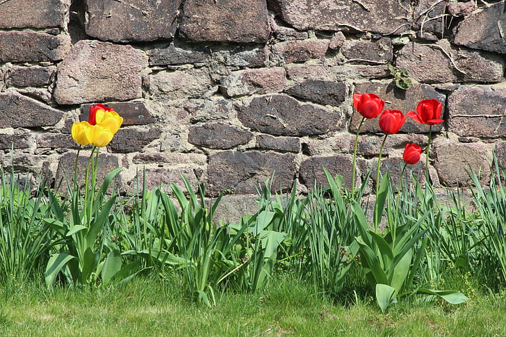 naturaleza, tulipanes, pared, Semana Santa, Monasterio de, Petersberg, primavera