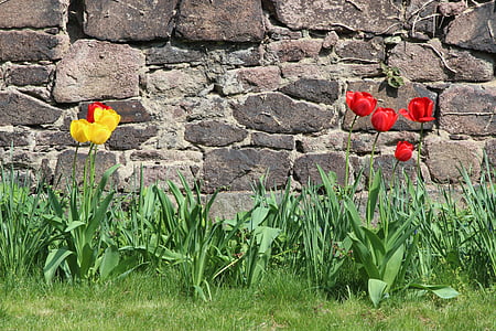 Gamta, tulpės, sienos, Velykų, vienuolynas, Petersberg, pavasarį