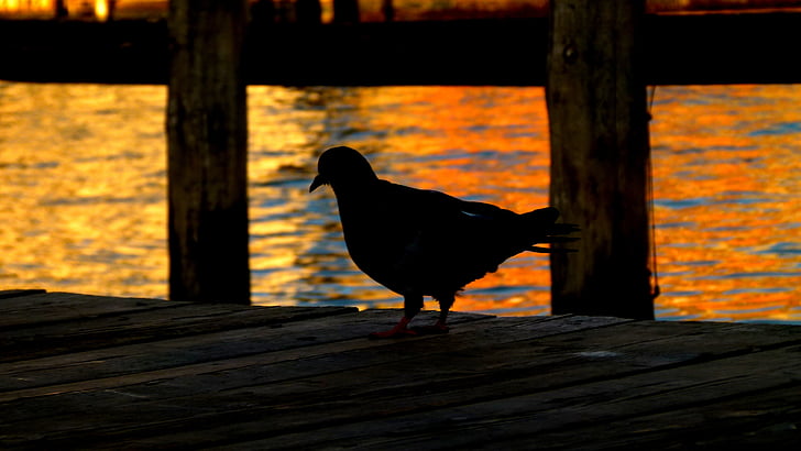 pigeon, bird, sunset