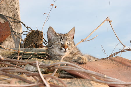 猫, 屋根, 鉄片