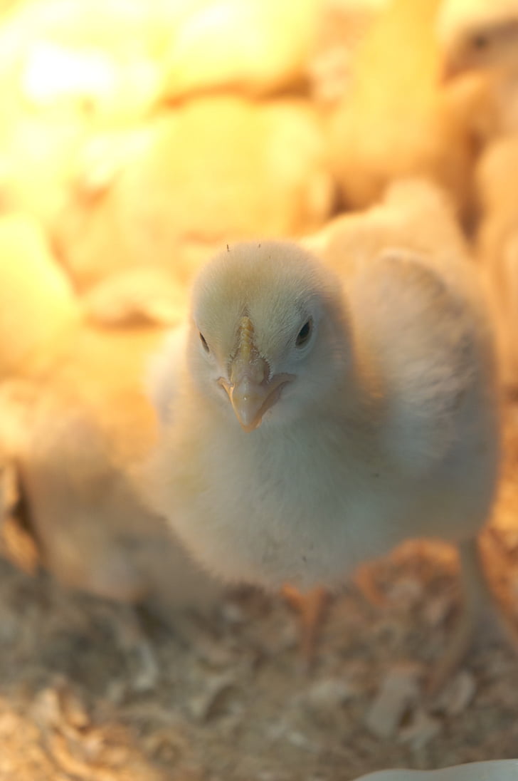 Chick, animal, pollo