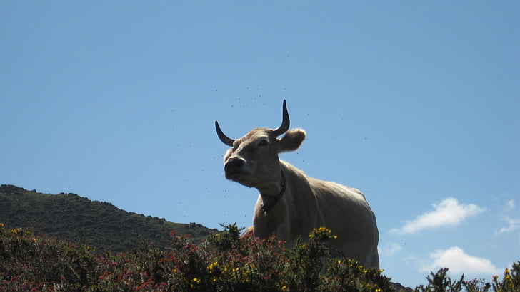 kráva, Příroda, zvířata, rohy, Picos de europa, býk, farma