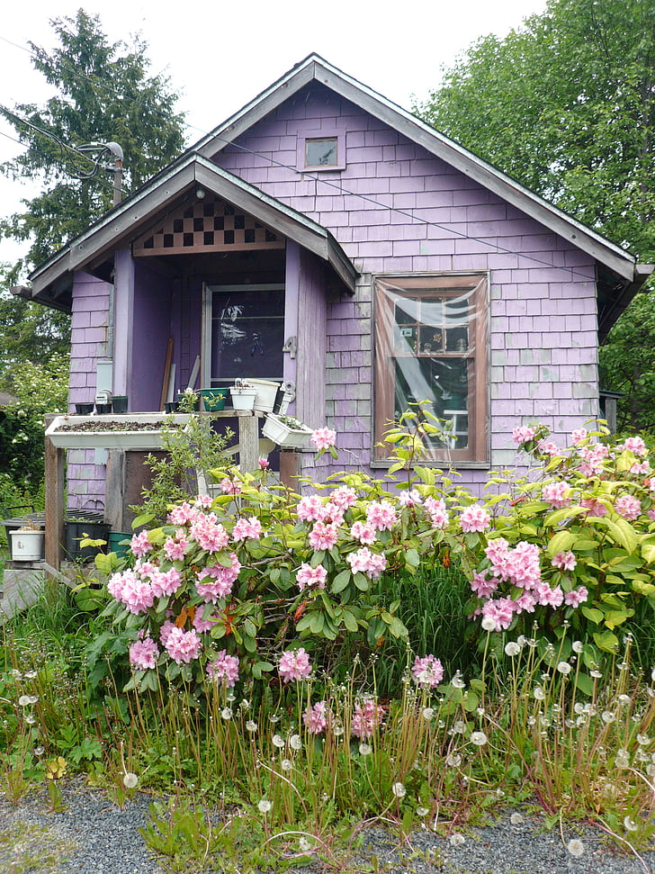 Alaska, Blumen, Haus, lila, blühen