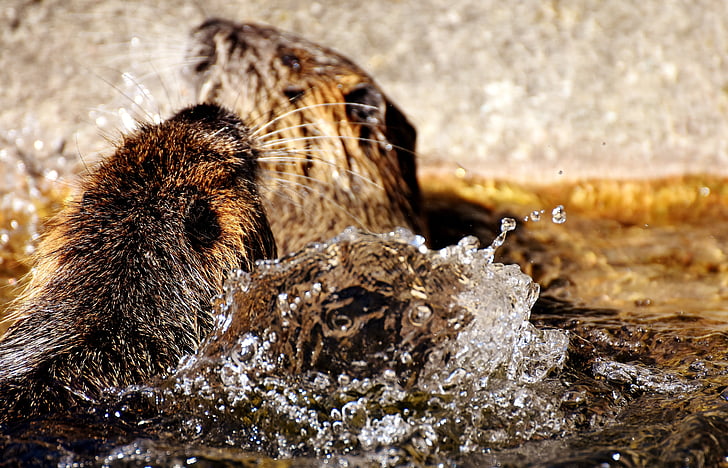 Beaver chuột, chơi, nutria, water rats, nước, nhấp nháy, thế giới động vật