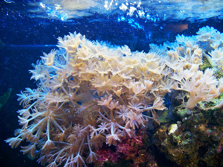 mīksto koraļļu, akvārijs, vicināja rokas, cimdu koraļļu, jūras, dzīves, sālsūdens