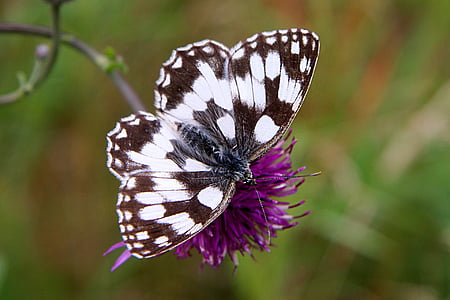 borboleta, flor, Prado, asas, asas de borboleta, inseto, natureza