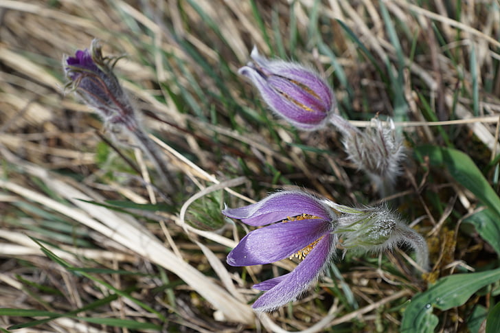 pasqueflower, flor, púrpura, planta, flor de Pascua, naturaleza, Close-up