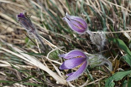 pasqueflower, flower, purple, plant, pasque flower, nature, close-up