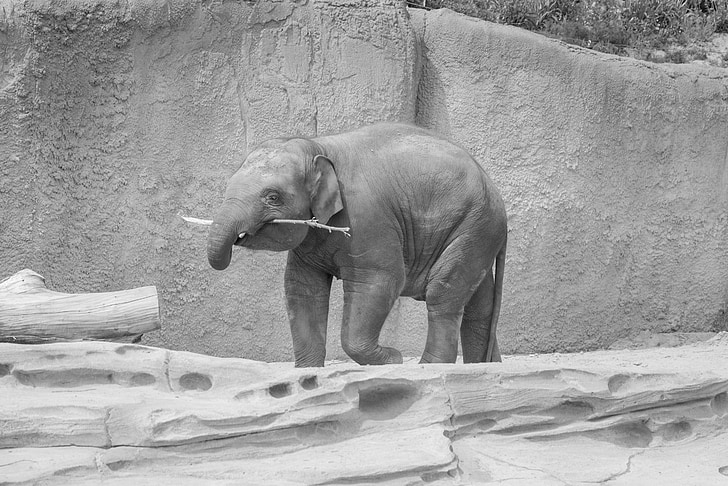 con voi, màu đen, trắng, trẻ, sở thú, gỗ, động vật có vú