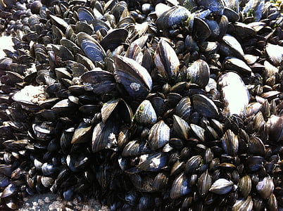 musslor, fisk och skaldjur, skaldjur, mollusk, snäckor, mussla, Shell