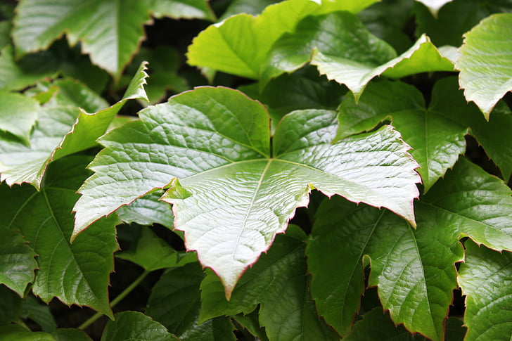 Ivy, blad, grøn