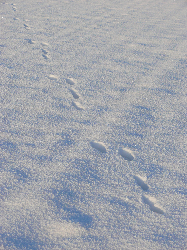 Schnee, Spuren, Winter, Schritte