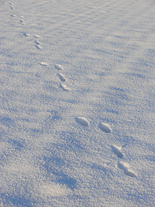 snow, traces, winter, steps