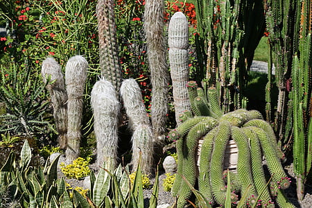 kaktus, Botanická zahrada, Überlingen, Bodamské jezero, závod, zelená, Příroda