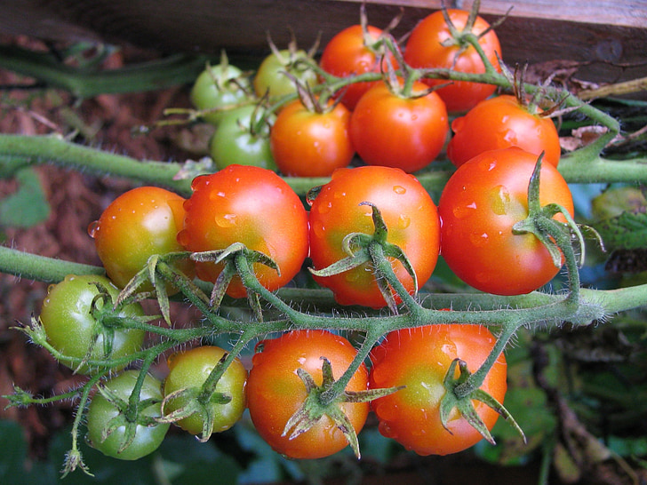 Tomaten, Tomaten, rot, frisch, Essen, Gemüse, gesund