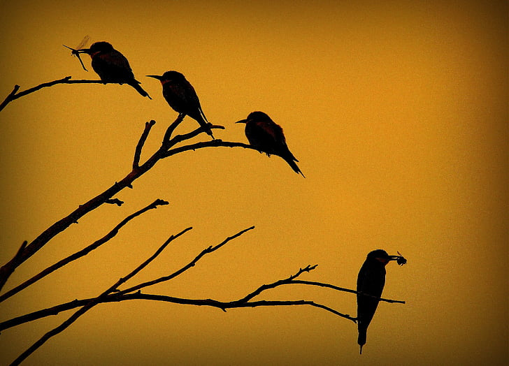 european bee-eater, merops apiaster, bird, birds, sitting, catch, sunset