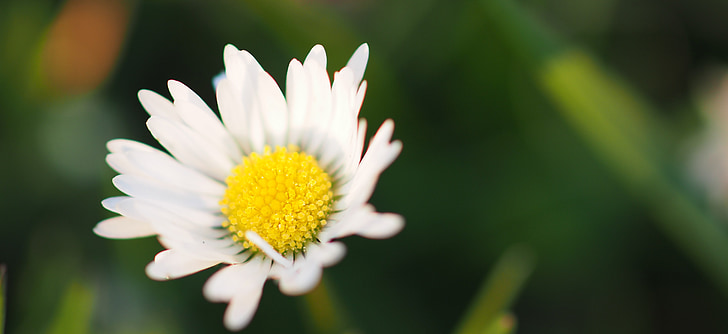 Daisy, kukka, niitty, Puutarha, Luonto, kevään, kukoistaa