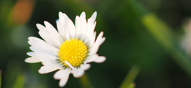 Daisy, kwiat, łąka, ogród, Natura, wiosna, kwitnące