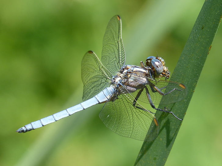 синя dragonfly, детайли, красота, крилати насекоми, синьо, водни кончета, насекоми