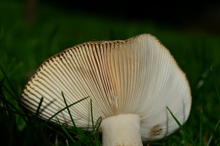 Disc houba, houby, podzim, lamelární, Příroda, závod