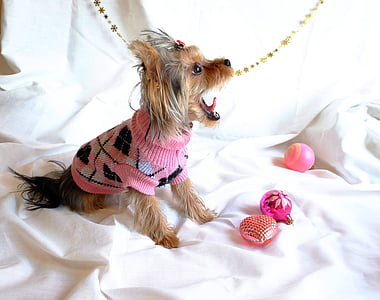 dog, yorkshire terrier, new year's eve, darling, small dog, puppy, each