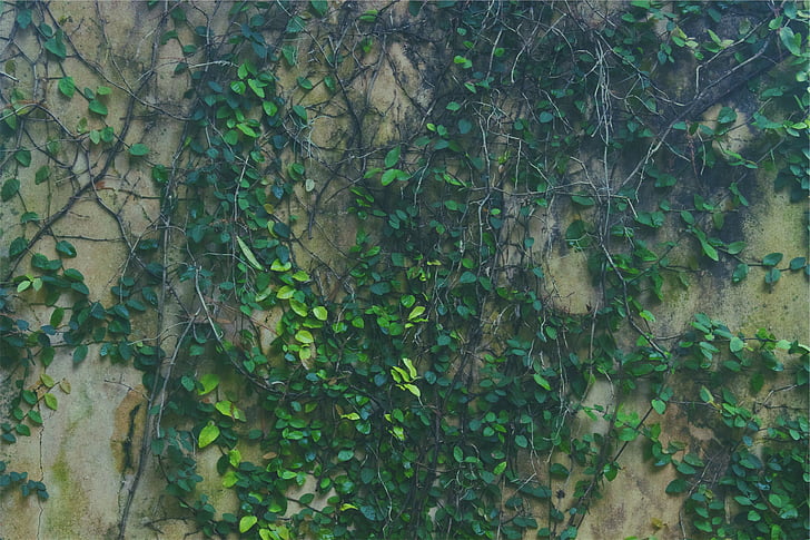 žalia, lapų, Paparčio formos šakelės, vynmedžiai, lapai, sienos, augalų