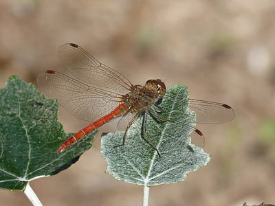 Dragonfly, blad, populier, gevleugelde insecten, Sympetrum striolatum