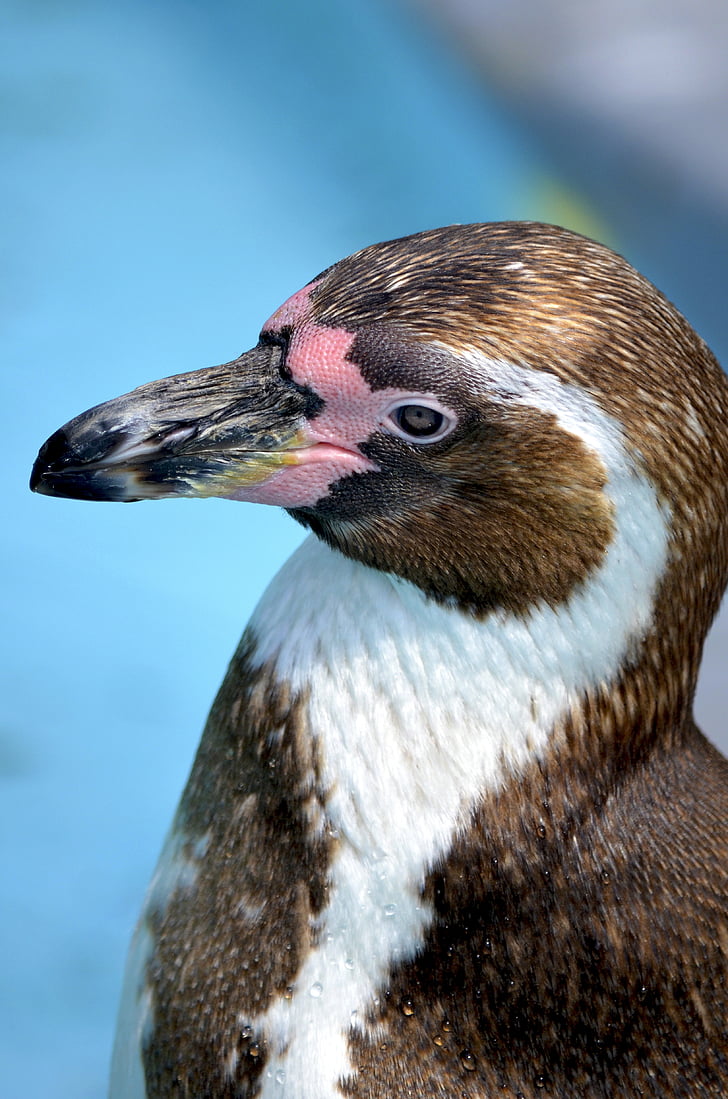 pingvīns, glāzes pingvīns, humbo, Humbolta pingvīns, ūdens putnu, Spheniscus humboldti, savvaļas dzīvnieku fotogrāfija