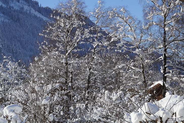 zimski, zasneženih, sneg, Allgäu, pozimi, čarobno zimsko, sonce