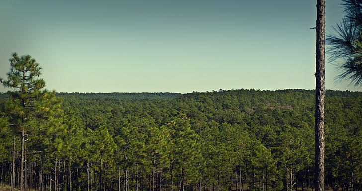 kisatche forest, forest, sky, trees, natural, landscape, nature