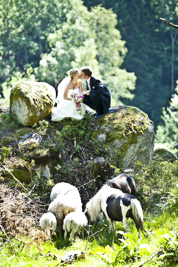 adult, beautiful, bride, Bride and Groom, cattle, countryside, couple