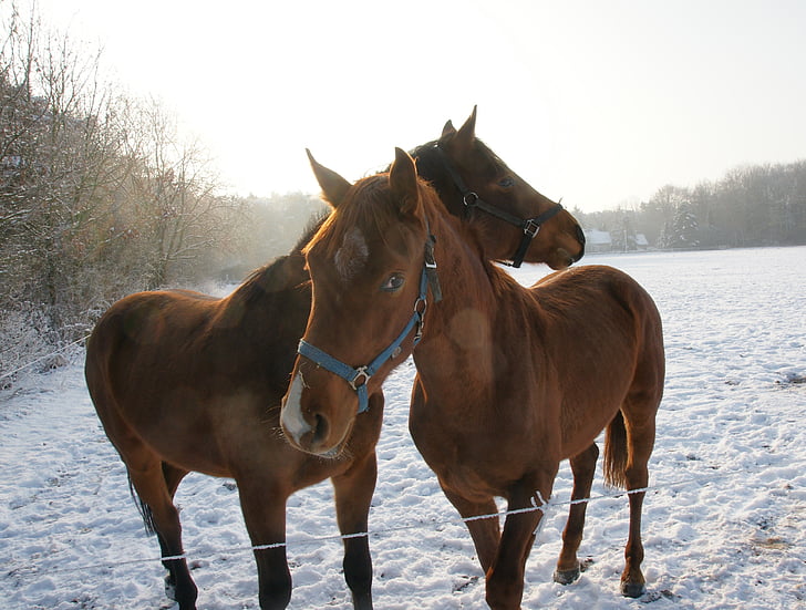 kone, sneh, zimné, kôň, zviera, vonku, Príroda