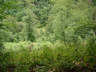 bosc, clar, natura, verd, paisatge