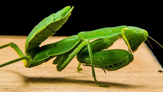 Praying mantis, Câu cá locust, màu xanh lá cây, đóng