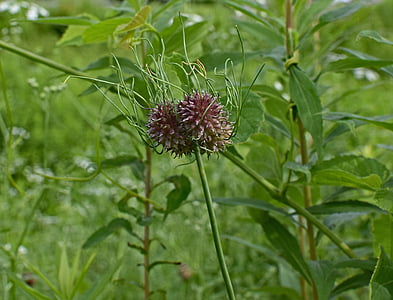 wild onion seed pods, onion, seed pods, plant, edible, nature, meadow