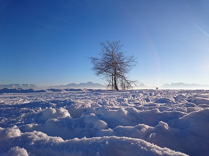 zimowe, drzewo, śnieg, góry, Gaisberg, zimno, chłodny