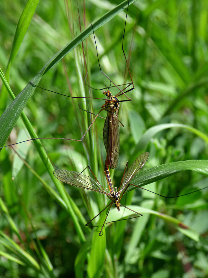 nephrotoma quadrifaria, típula, tipúlido, tipulidae, large mosquito, insect, couple
