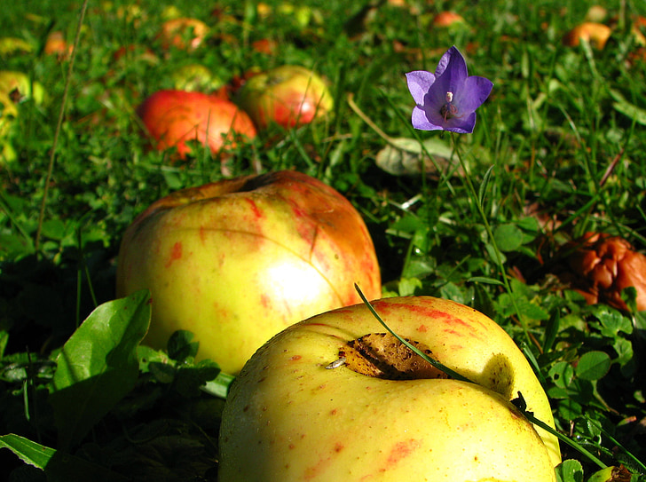 livada, jabuka, ljeto
