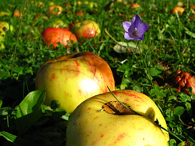 Prado, Apple, verano